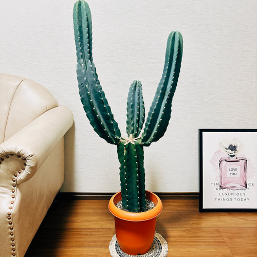 柱サボテン 鬼面角 ブランチ 110cm