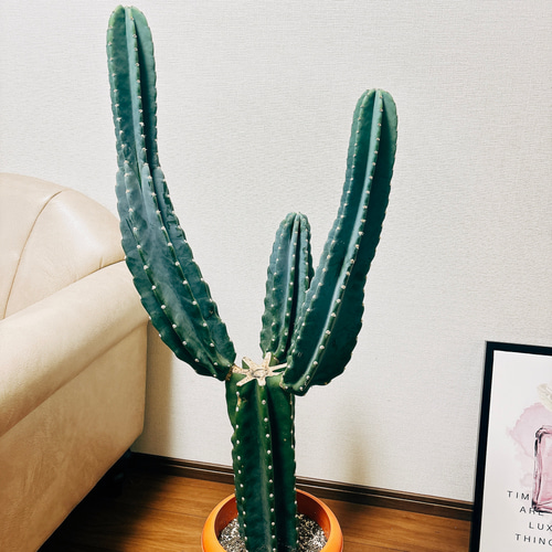 現品］柱サボテン 鬼面角 ブランチ 3本 8号 観葉植物 棘無し サボテン 