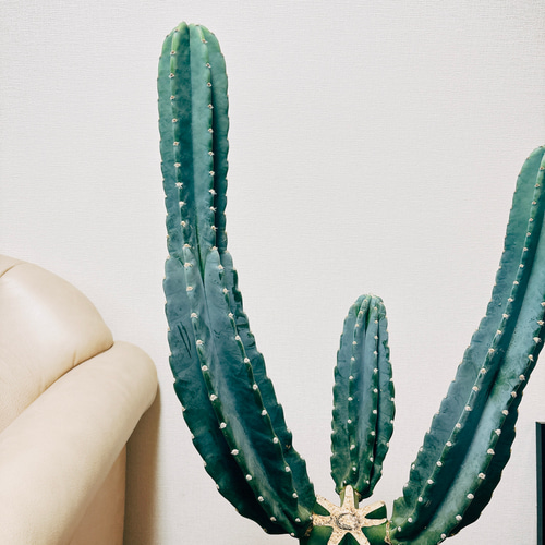 柱サボテン 鬼面角 ブランチ 110cm