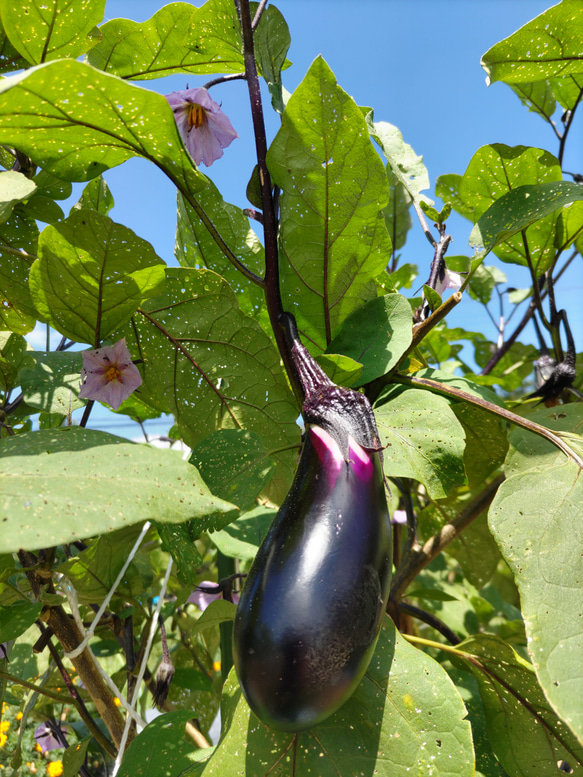 贈り物に【10種類の乾燥野菜MIX500g】 \只今お買い得/  自然の美味しさと香り プレゼント 贈り物用 6枚目の画像