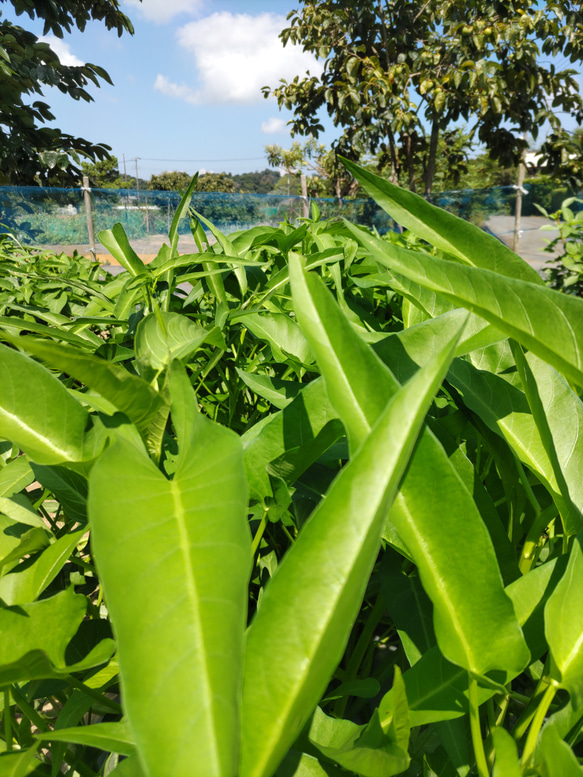 贈り物に【10種類の乾燥野菜MIX500g】 \只今お買い得/  自然の美味しさと香り プレゼント 贈り物用 9枚目の画像