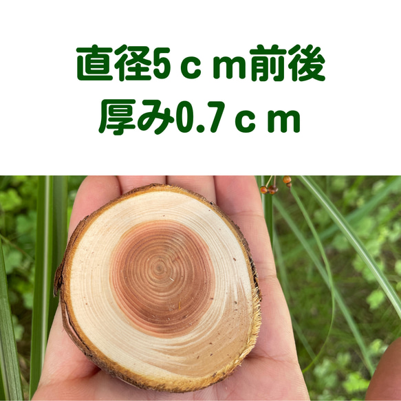 丸太輪切りスライス切り株70331