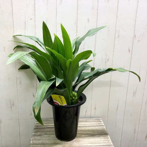 万年青：オモト（有田：宗石） 購入 白色 スリム型 トール陶器鉢 【天然砕石・受皿・育て方】 万年青 (おもと) 約50cm