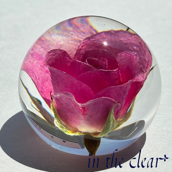 植物標本　薔薇　ピンク　レジン　５センチ球体 1枚目の画像