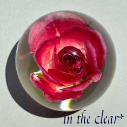 植物標本　薔薇　ピンク　レジン　５センチ球体 3枚目の画像