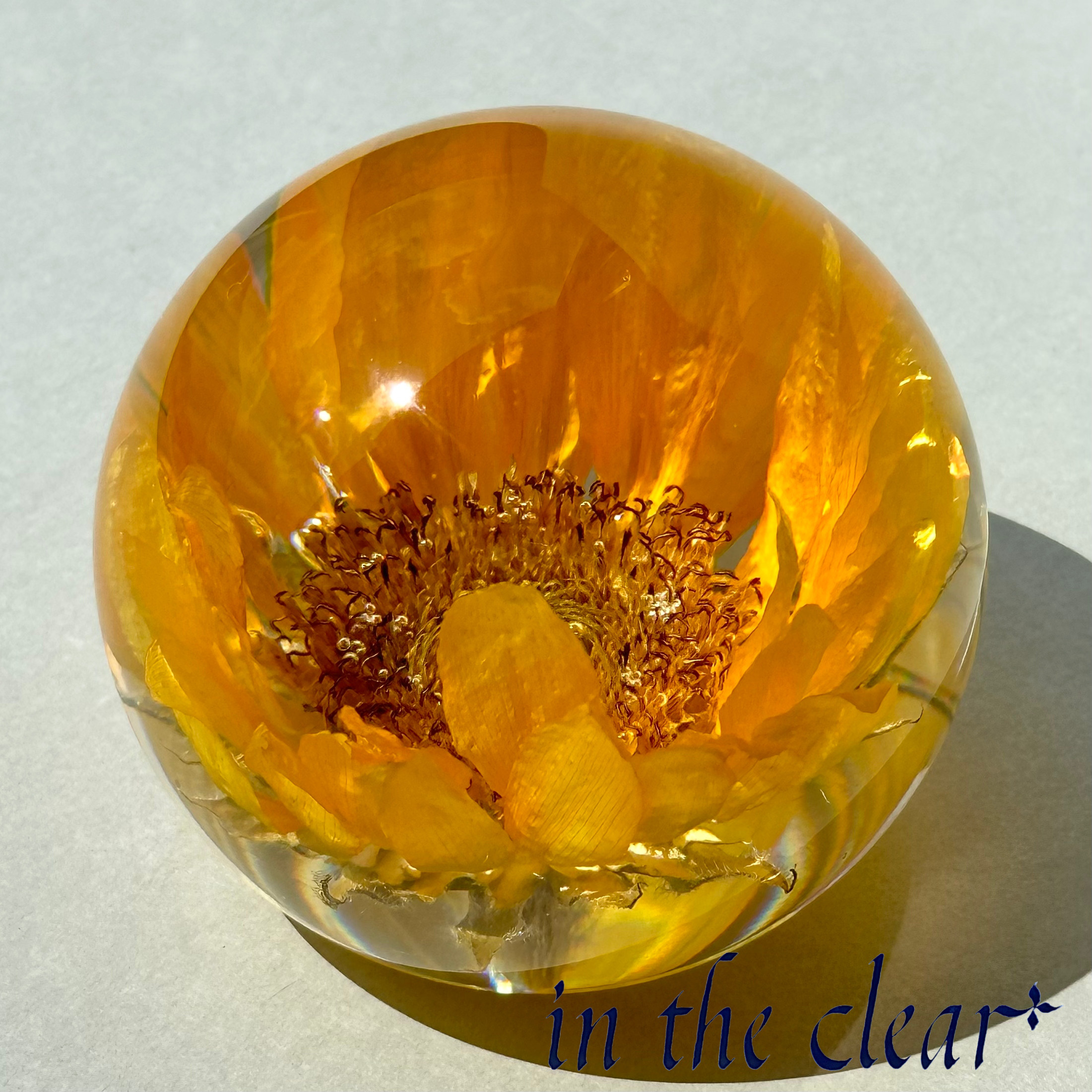 植物標本　ヒマワリ　黄色　レジン　６センチ球体