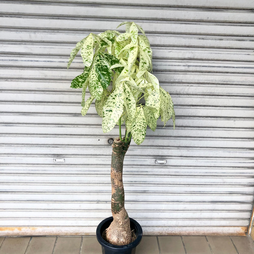 二又 背高め 希少 パキラミルキーウェイ 8号 01 その他