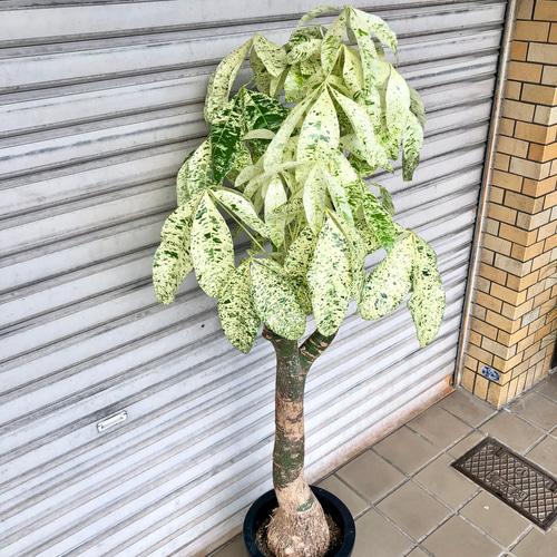 超希少❗️幹曲がり❗️パキラ　ミルキーウェイ✨ 超希少❗️黄斑❗️パキラ ムーンライト 幹太曲がり✨ - メルカリ