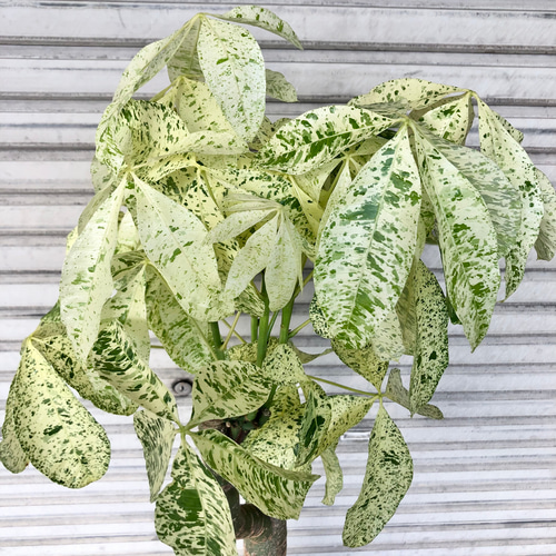 チャーム（ペット） （観葉植物）一点物 パキラ ミルキーウェイ