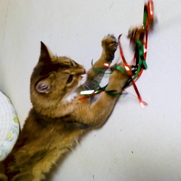 【 猫のおもちゃ・大】キラキラねこじゃらし【２本セット / カラーアソート】 15枚目の画像
