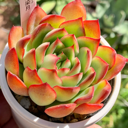 人気レア品種！☆木染月 多肉植物 自家栽培 国産 多肉植物 美