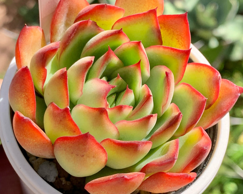 人気レア品種！☆木染月 多肉植物 自家栽培 国産 多肉植物 美