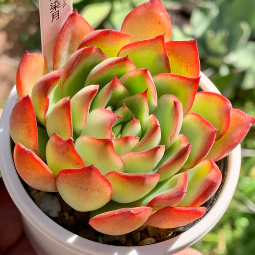 人気レア品種！☆木染月 多肉植物 自家栽培 国産 多肉植物 美