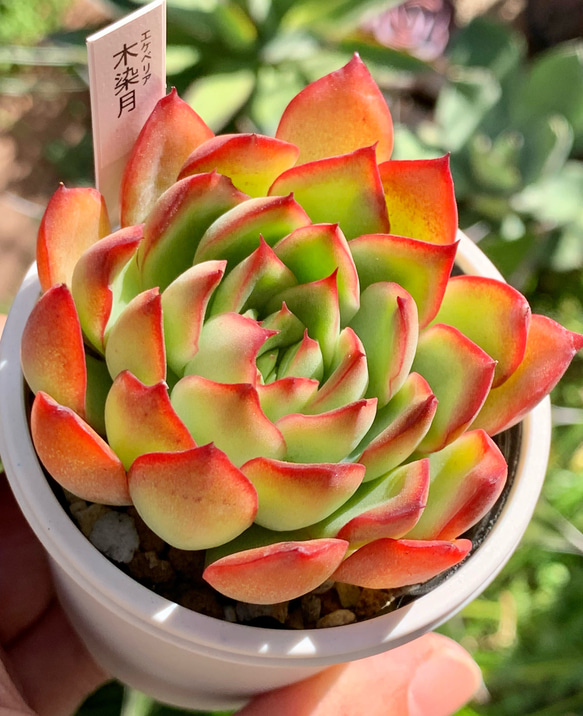 札のみ 優木園さん 4枚 札のみ 優木園さん 4枚