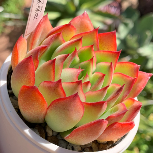 エケベリア 優木園さん はなベリアさん セット色々 多肉植物