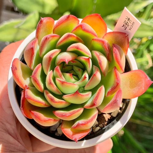 人気レア品種！☆木染月 多肉植物 自家栽培 国産 多肉植物 美