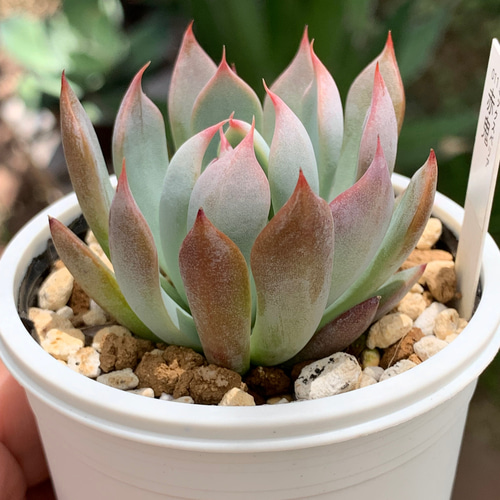 人気レア品種！☆赤鬼 多肉植物 自家栽培 国産 多肉植物 美✴︎taniku