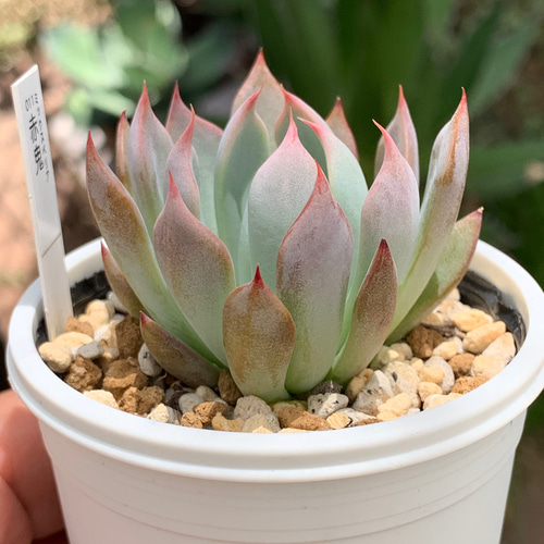 多肉植物　コノフィツム　赤鬼 人気レア品種！☆赤鬼 多肉植物 自家栽培 国産 多肉植物 美✴︎taniku