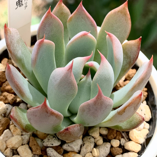 人気レア品種！☆赤鬼 多肉植物 自家栽培 国産 多肉植物 美✴︎taniku