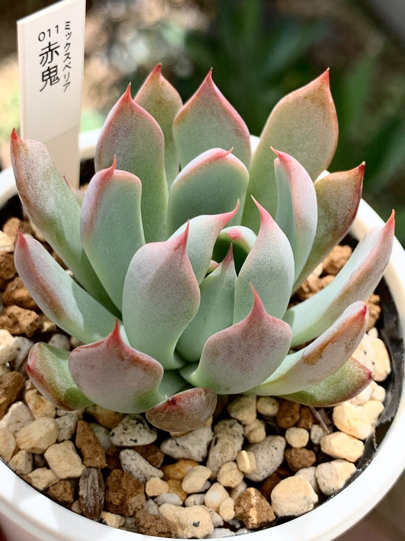 多肉植物　コノフィツム　赤鬼 人気レア品種！☆赤鬼 多肉植物 自家栽培 国産 多肉植物 美✴︎taniku