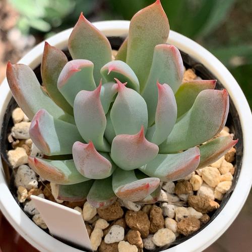 多肉植物　コノフィツム　赤鬼 多肉植物 コノフィツム 赤鬼 人気レア品種！☆赤鬼 多肉植物 自家栽培 国産