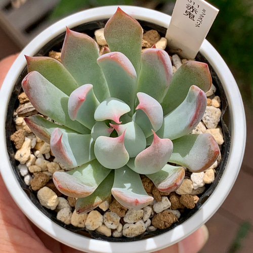 人気レア品種！☆赤鬼 多肉植物 自家栽培 国産 多肉植物 美✴︎taniku