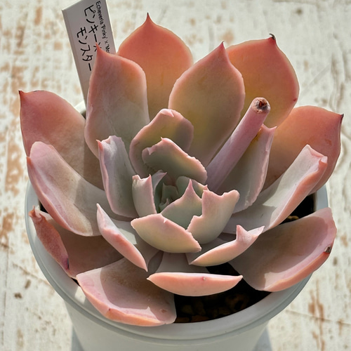 超レア品種！☆ピンキー×モンスター 多肉植物 自家繁殖 国産 多肉植物