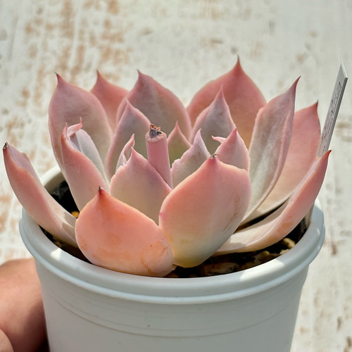 超レア品種！☆ピンキー×モンスター 多肉植物 自家繁殖 国産 多肉植物
