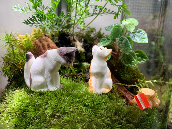 #214 【みや様専用ページ】苔アート　苔テラリウム　猫　ねこ　ネコ　フィギュア付き 3枚目の画像