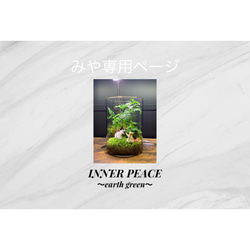 No.294 苔アート 苔テラリウム 完成品 テラリウム ✴︎green