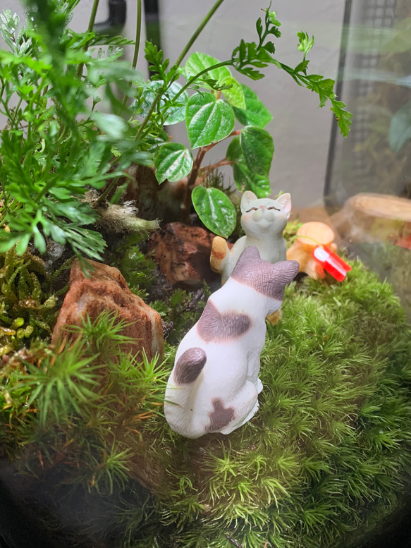 #214 【みや様専用ページ】苔アート　苔テラリウム　猫　ねこ　ネコ　フィギュア付き 4枚目の画像