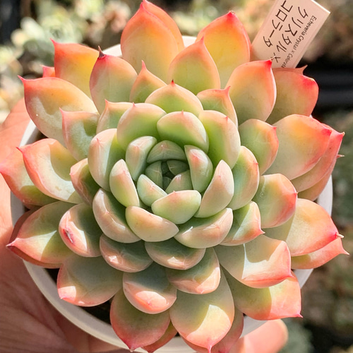 人気品種！☆クリスタル×コロラータ 多肉植物 自家栽培 国産