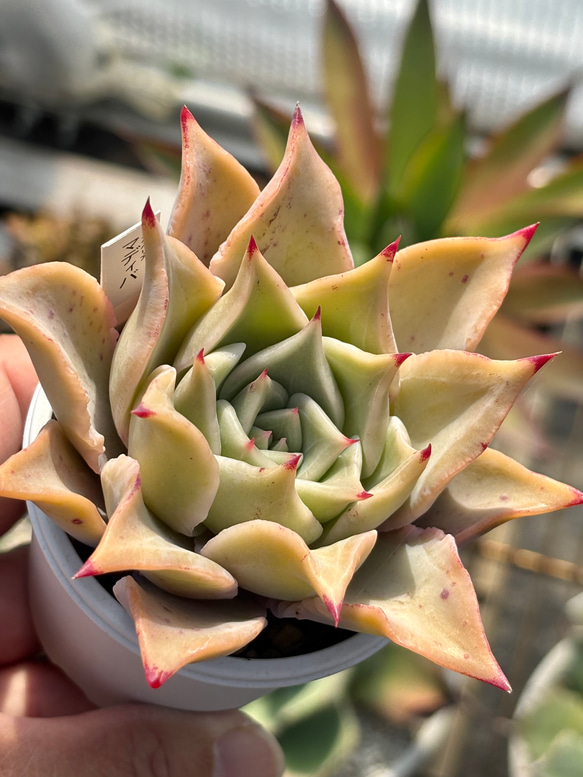 多肉植物  ❤️マディバ ❤️ 饺子皮❤️1大頭15cm拔キ苗 エケベリア マディバ（抜き苗） | 多肉植物のネットショップ ST Farm