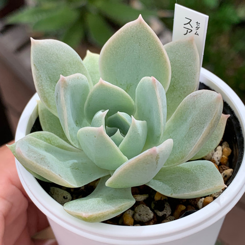 レア品種！☆スアベオレンス 多肉植物 自家栽培 国産 多肉植物 美