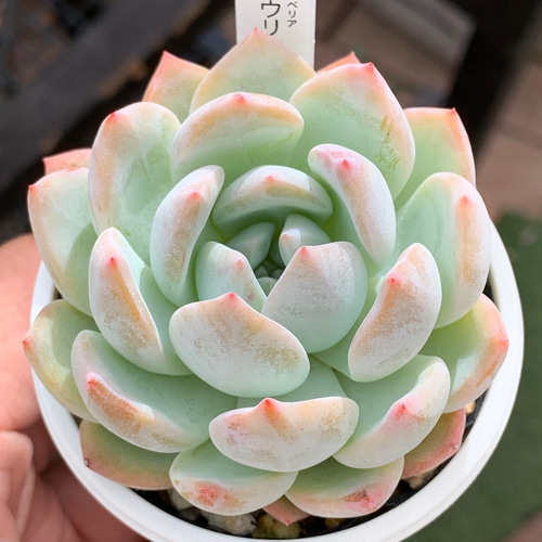 人気品種！☆ラウリンゼ 多肉植物 自家栽培 国産 多肉植物 美