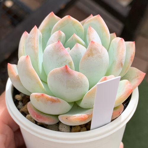 人気品種！☆ラウリンゼ 多肉植物 自家栽培 国産 多肉植物 美