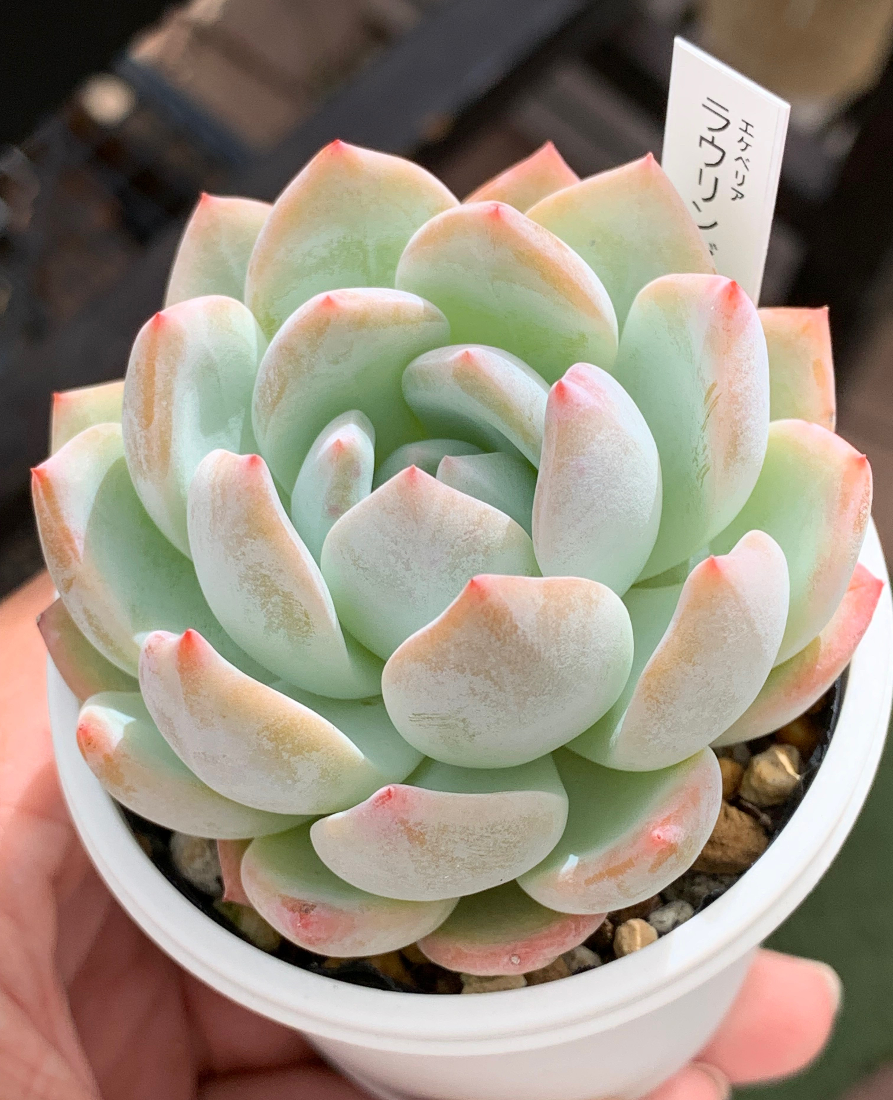 人気品種！☆ラウリンゼ 多肉植物 自家栽培 国産 多肉植物 美