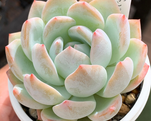 人気品種！☆ラウリンゼ 多肉植物 自家栽培 国産 多肉植物 美