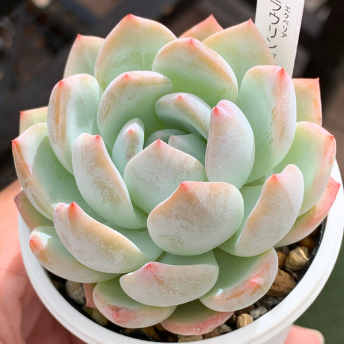 人気品種！☆ラウリンゼ 多肉植物 自家栽培 国産 多肉植物 美