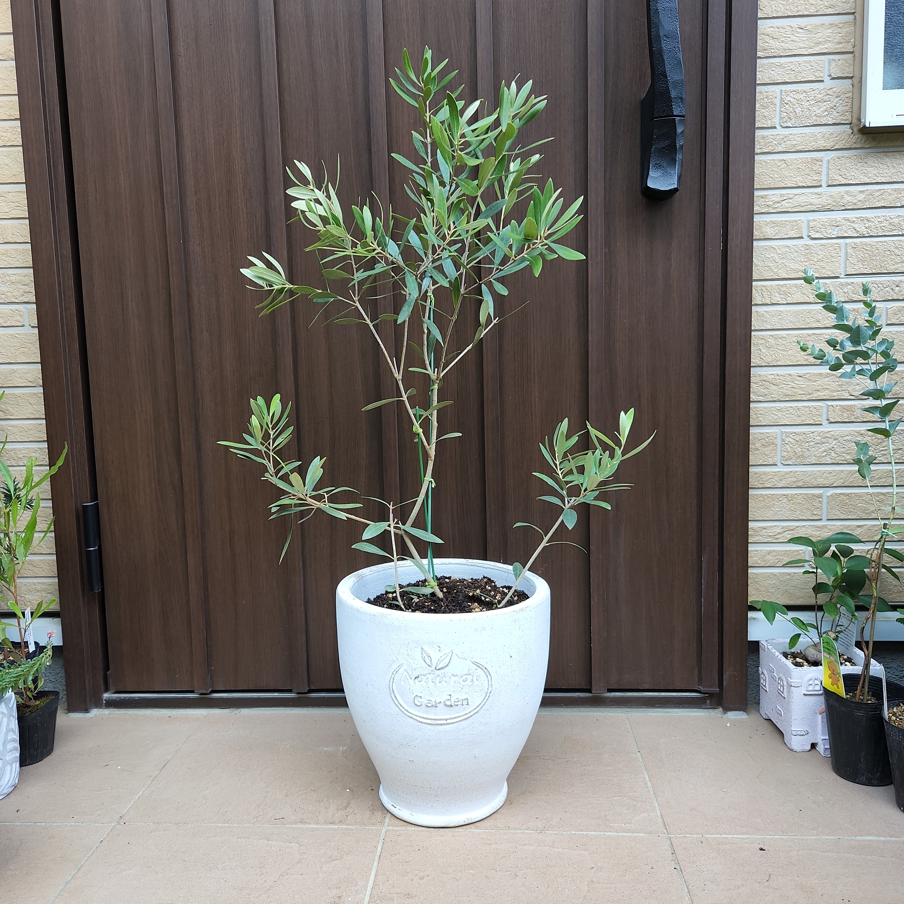 オリーブネバディロブランコnaturalgardenホワイトテラコッタ鉢植え苗