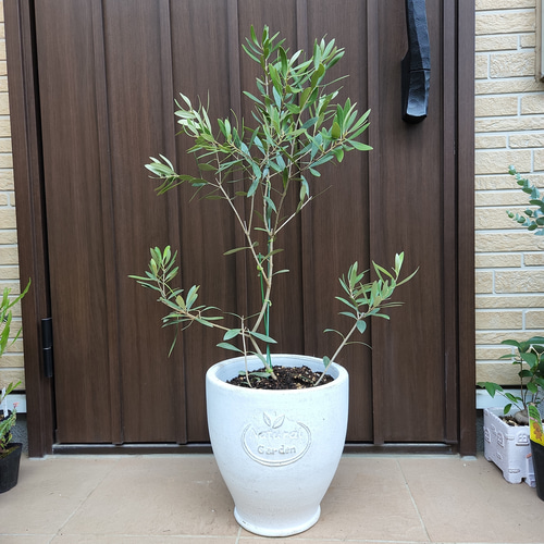 オリーブネバディロブランコ naturalgardenホワイトテラコッタ鉢植え苗
