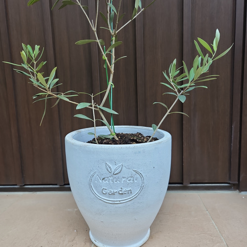 オリーブネバディロブランコnaturalgardenホワイトテラコッタ鉢植え苗