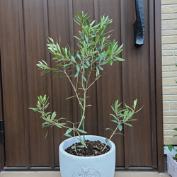 オリーブの木　ネバディロブランコ　naturalgardenホワイトテラコッタ鉢植え　苗 4枚目の画像