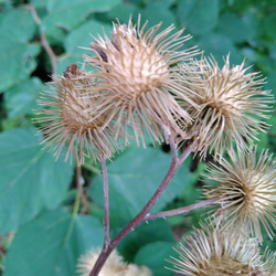 【ドライフラワー】ごぼうの花 4枚目の画像