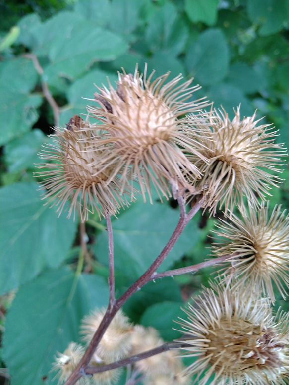 【ドライフラワー】ごぼうの花 4枚目の画像