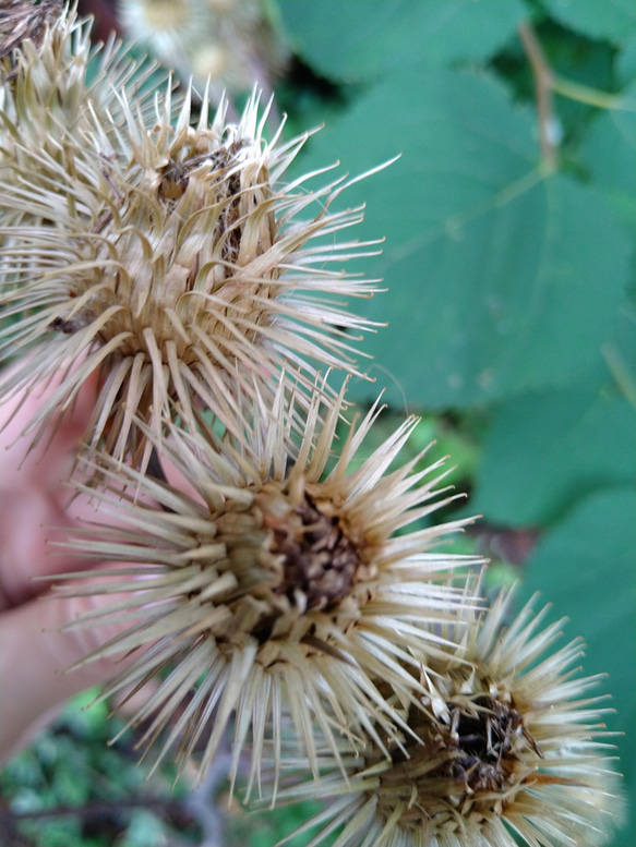 【ドライフラワー】ごぼうの花 3枚目の画像