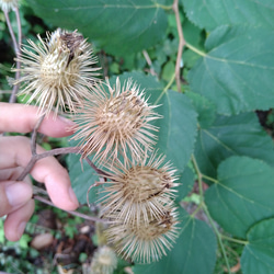 【ドライフラワー】ごぼうの花 1枚目の画像