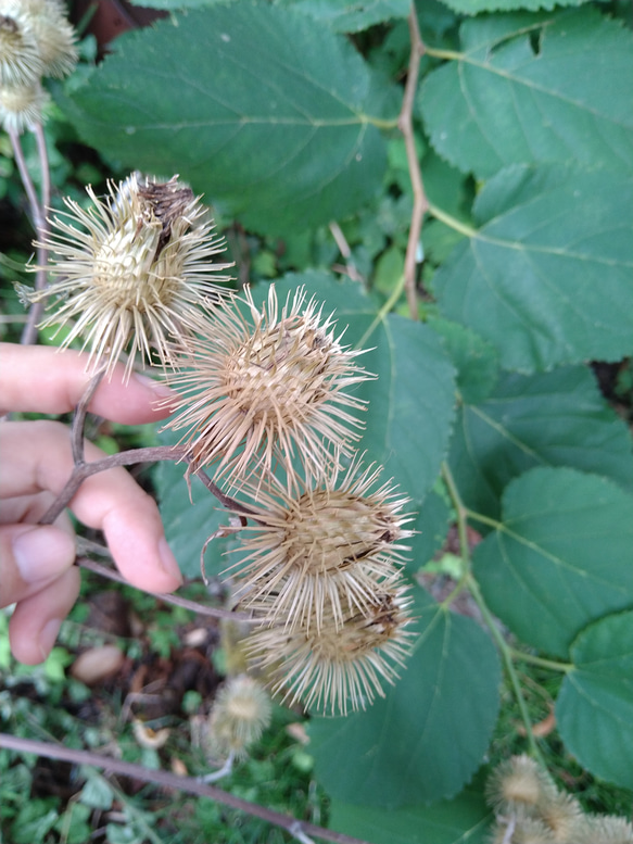 【ドライフラワー】ごぼうの花 1枚目の画像