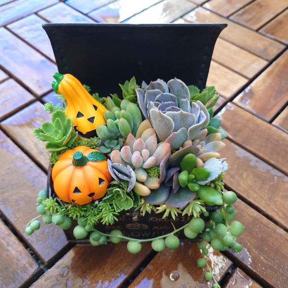 多肉植物　寄せ植え　ハロウィン 1枚目の画像