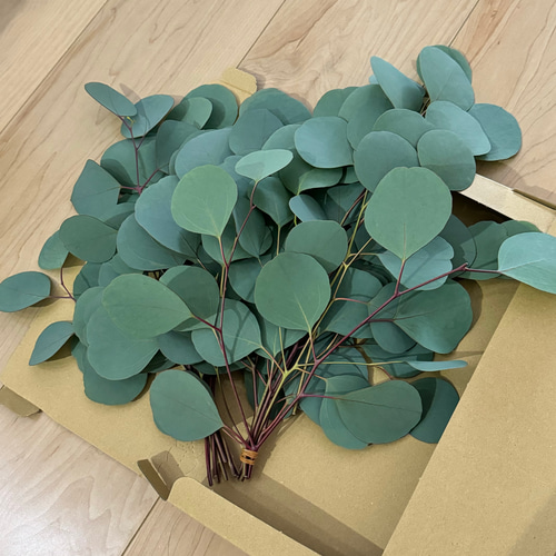 無農薬 ユーカリポポラス 切り枝 ネコポス入るだけ その他素材